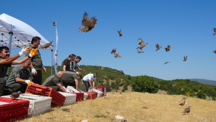 Kene mücadelesinde 1 milyona yakın keklik doğaya salındı